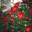 deep red flowers on hibiscus rose mallow (cranberry crush) with dark green foliage and some bright green buds