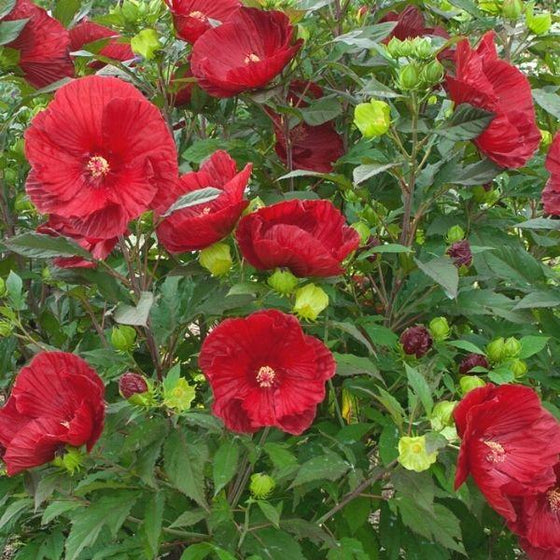 close up of shrub of cranberry crush hibiscus plant with deep red flowers and green foliage