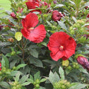 two red flowers on rose mallow hibiscus shrub with lots of deep green foliage