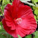 close up of deep scarlet-red flower with overlapping petals on hibiscus summerific cranberry crush
