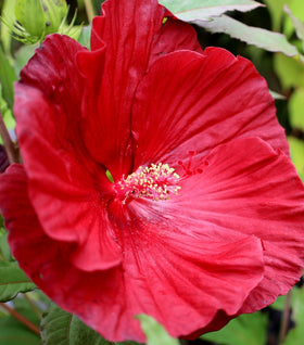 Hibiscus Summerific Cranberry Crush