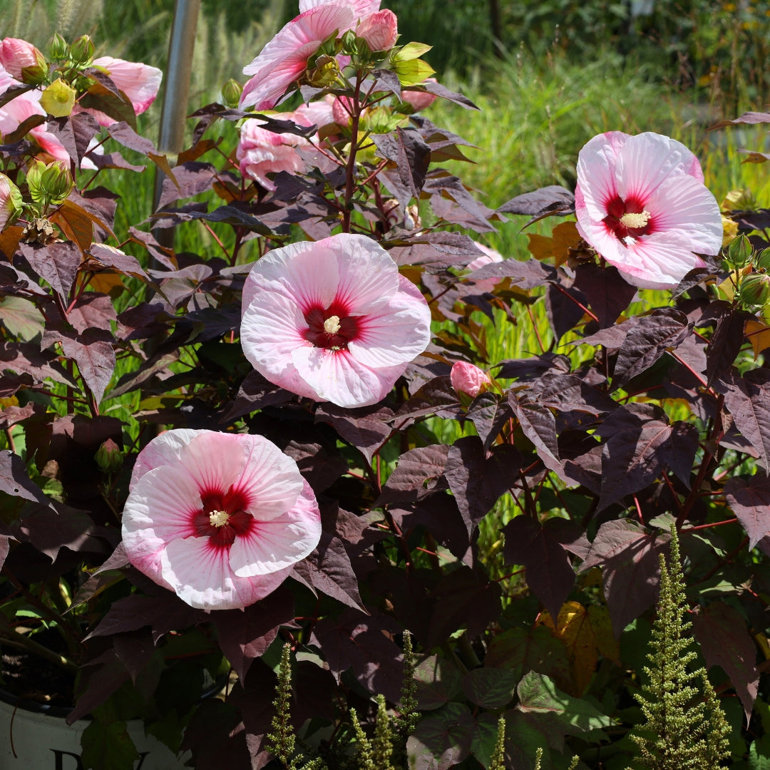 Perfect Storm Hibiscus | Dark Foliage Hardy Perennial