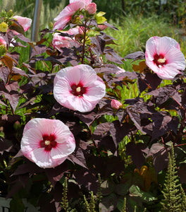Hibiscus Summerific Perfect Storm