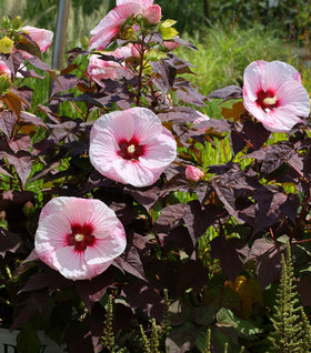 Hibiscus Summerific Perfect Storm