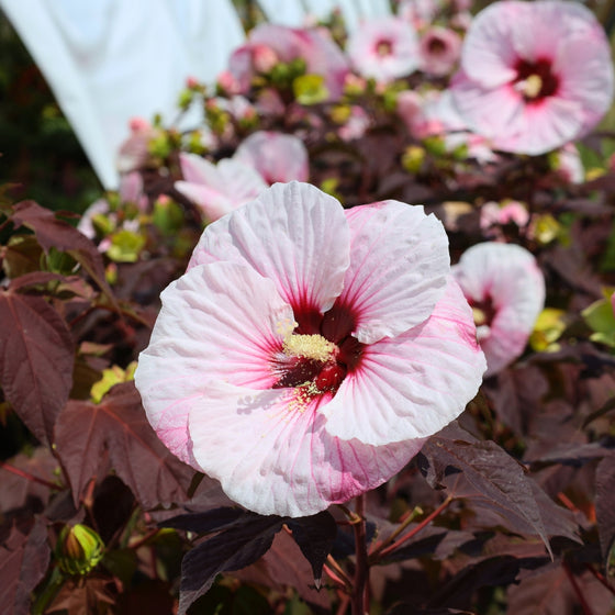 close up of beautiful perfect storm hardy hibiscus bloom