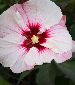 Hibiscus Summerific Perfect Storm