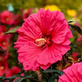 Hardy Hibiscus Watermelon Ruffles blooming in a full sun perennial border