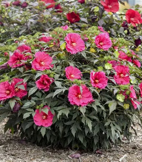 Hibiscus Watermelon Ruffles