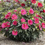 Watermelon Ruffles Hardy Hibiscus with huge ruffled watermelon-pink flowers in a sunny garden