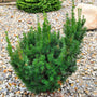 vibrant evergreen shrub perfect for hedging: Hicks yew