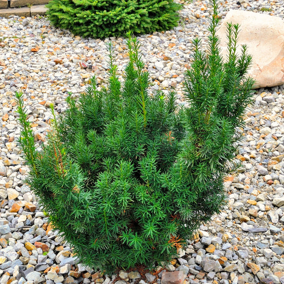 vibrant evergreen shrub perfect for hedging: Hicks yew