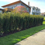 Columnar Hicks Yew Privacy Hedge
