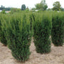 Field of Hicks Yew Privacy Hedges
