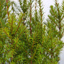vibrant evergreen hedge