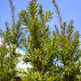 hicks yew evergreen foliage