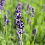 close up view of fresh purple lavender hidcote buds