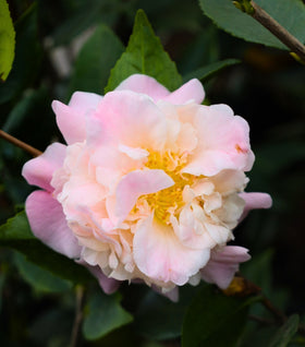 Camellia High Fragrance