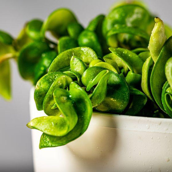 beautiful Hindu Rope Hoya