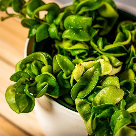 close view of Hindu Rope Hoya