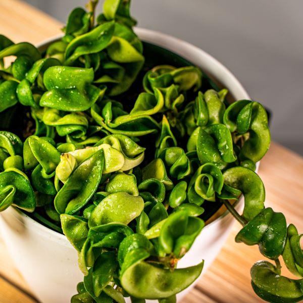 hindu rope plant fertilizer Buy Hindu Rope Plants Online
