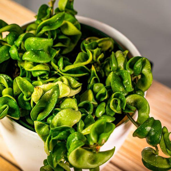 Hoya carnosa compacta with crinkled, green, waxy leaves 