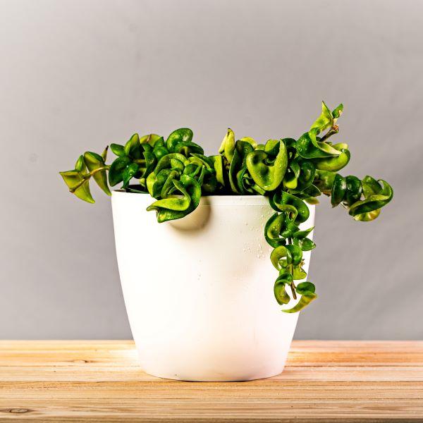 hindu rope plant seeds Buy Hindu Rope Plants Online