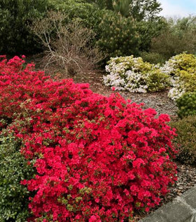 Hino Crimson Azalea