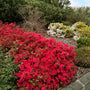 Hino Crimson Azalea with brilliant crimson red spring flowers and glossy evergreen foliage in a foundation planting