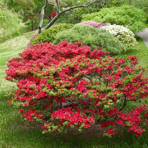 Hino Crimson Azalea blooming with bright red flowers in a part shade planting