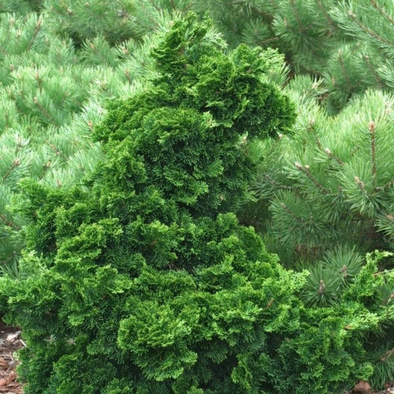 hinoki false cypress hedge