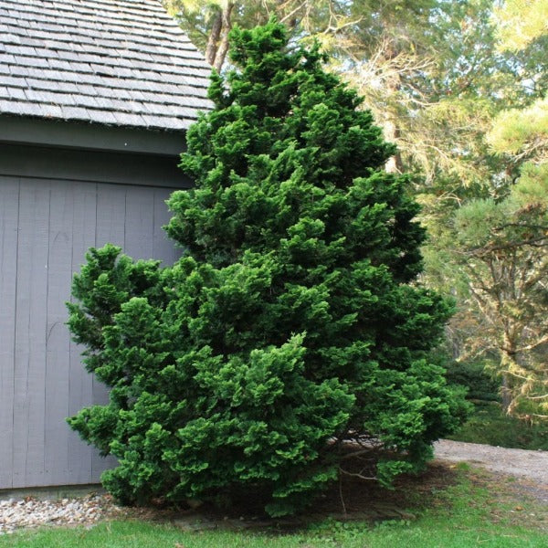 Hinoki Cypress Gracilis Shrubs for Sale | Garden Goods Direct