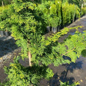 close look at the evergreen foliage of the hinoki cypress gracillis