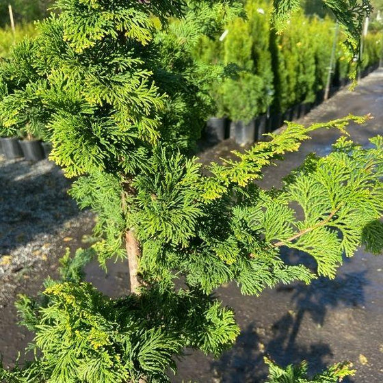 close look at the evergreen foliage of the hinoki cypress gracillis