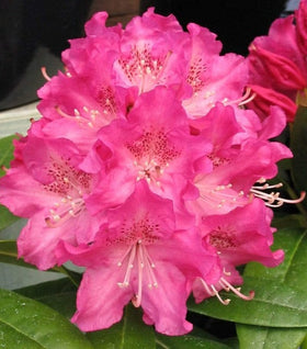 Holden Rhododendron