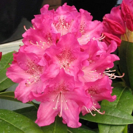 Close up of pink ruffled flowers of Holden Rhododendron evergreen shrub