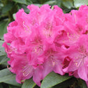 Large flower cluster of Holden Rhododendron shrub in full bloom