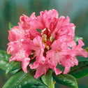 Rhododendron Holden in bloom for sale at Garden Goods Direct