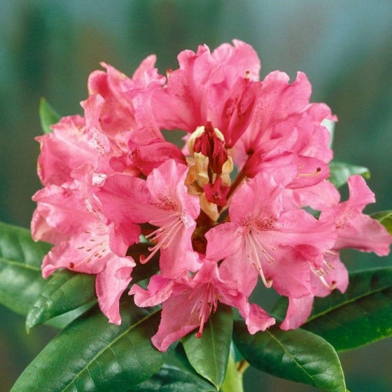 Rhododendron Holden in bloom for sale at Garden Goods Direct