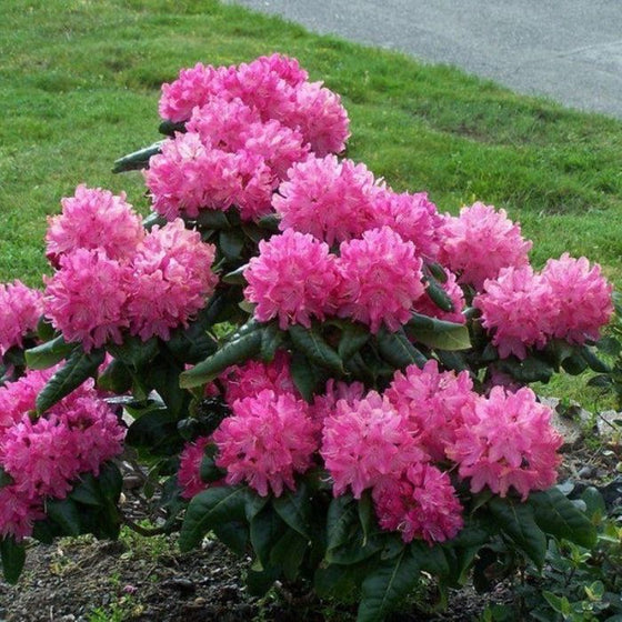 Holden Rhododendron flowering shrub in full bloom bursting with pink flowers