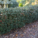 Holly Blue Maid Shrubs as a Privacy Hedge Lining Property