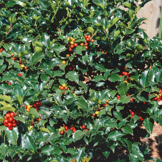 Holly Blue Maid Evergreen Winter Friendly Shrub