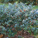 Holly Blue Maid Shrubs Distinct Blue-Green Foliage and Bright Red Berries