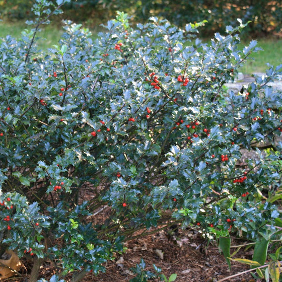 Holly Blue Maid Shrubs Distinct Blue-Green Foliage and Bright Red Berries