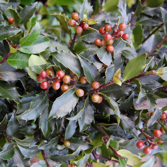 Holly Blue Maid Shrubs with Bright Red Berries and Purple Stems