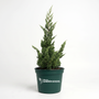 Hollywood Juniper planted in a pot with dramatic evergreen height and color.