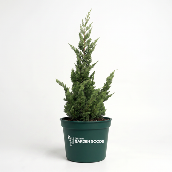 Hollywood Juniper planted in a pot with dramatic evergreen height and color.