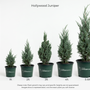 Hollywood juniper size chart