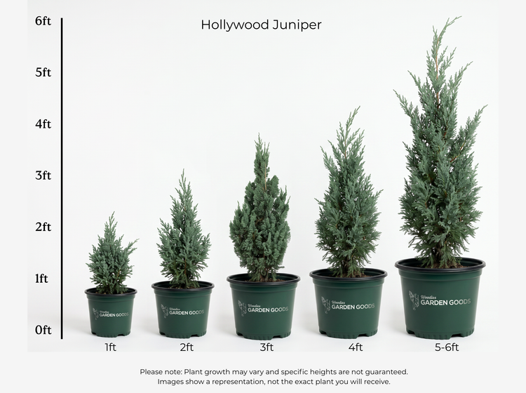 Hollywood juniper size chart