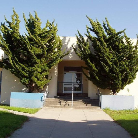 Hollywood Juniper Accent Trees