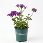 Close-up of Homestead Purple Verbena flowers blooming in full sun